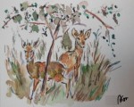 Thumbs/tn_Antilopes.jpg