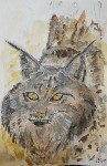 Thumbs/tn_Lynx.jpg
