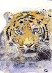 Thumbs/tn_Tigre.jpg